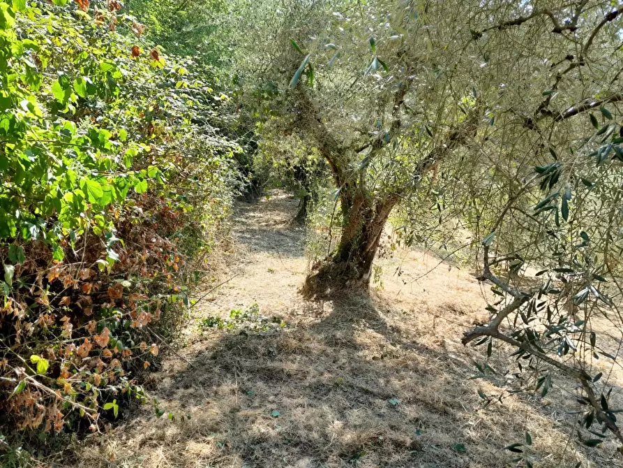 Immagine 21 di Deposito in vendita  a Palaia