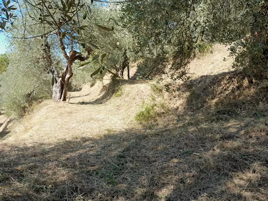 Immagine 3 di Deposito in vendita  a Palaia