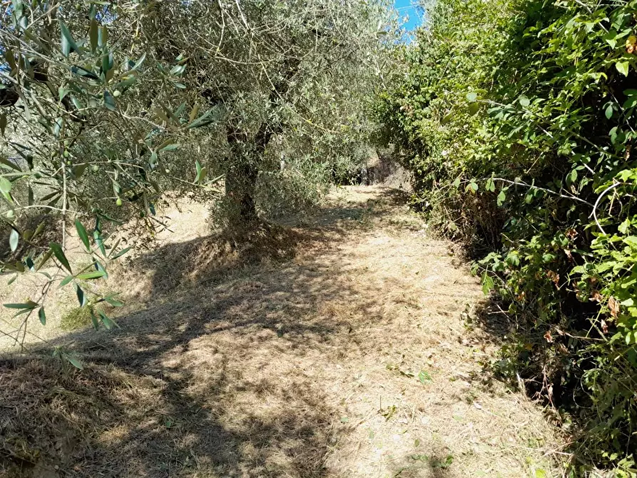 Immagine 7 di Deposito in vendita  a Palaia