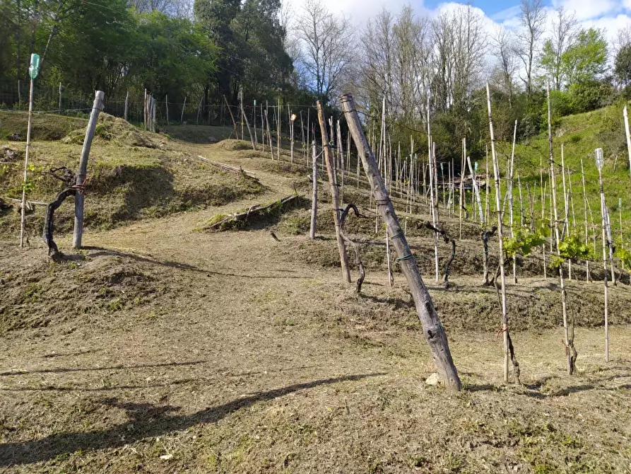 Immagine 2 di Terreno agricolo in vendita  a Aulla