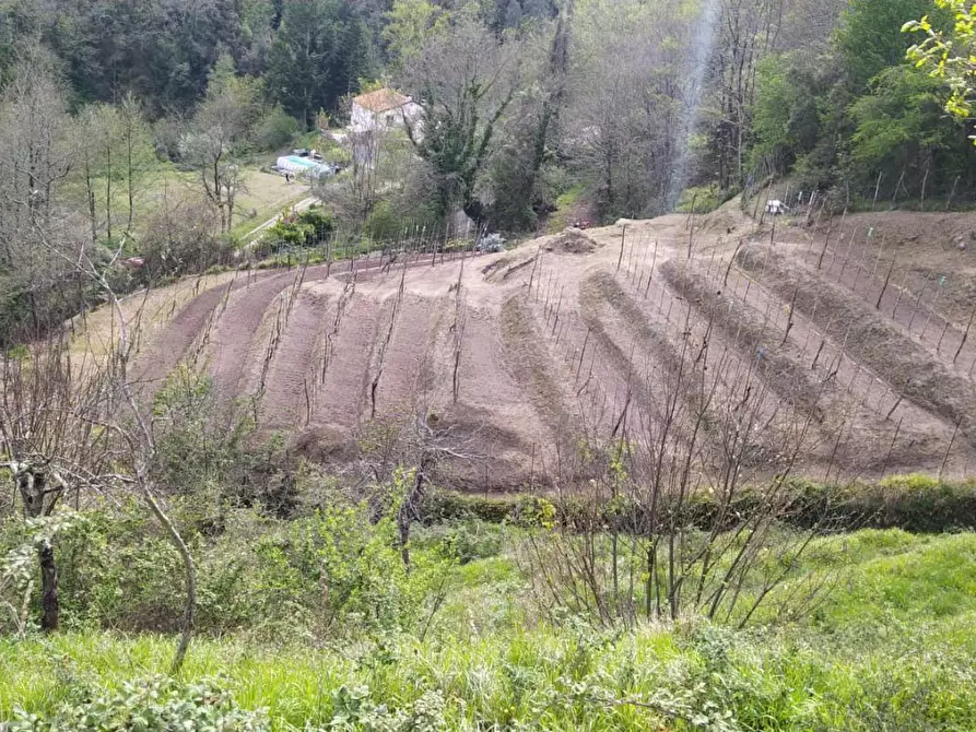 Immagine 1 di Terreno agricolo in vendita  a Aulla