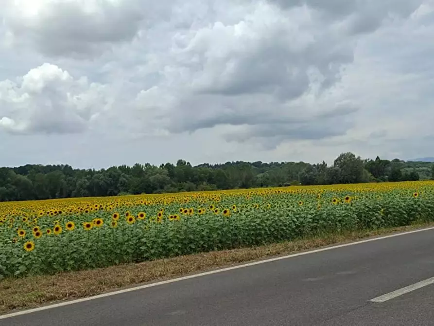 Immagine 67 di Terratetto in vendita  a Terricciola