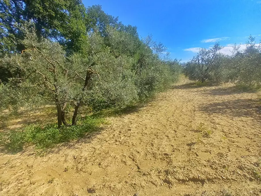 Immagine 3 di Terreno agricolo in vendita  a Castelfiorentino
