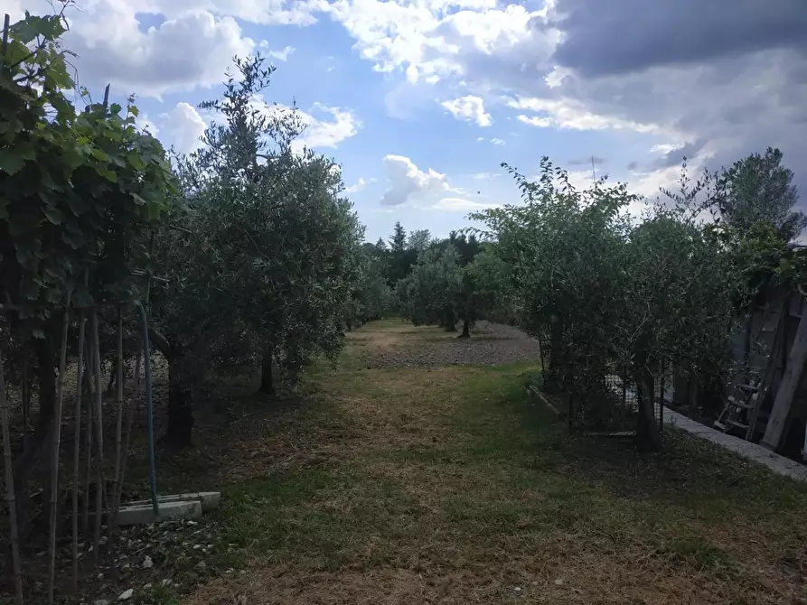 Immagine 2 di Terreno agricolo in vendita  a Empoli