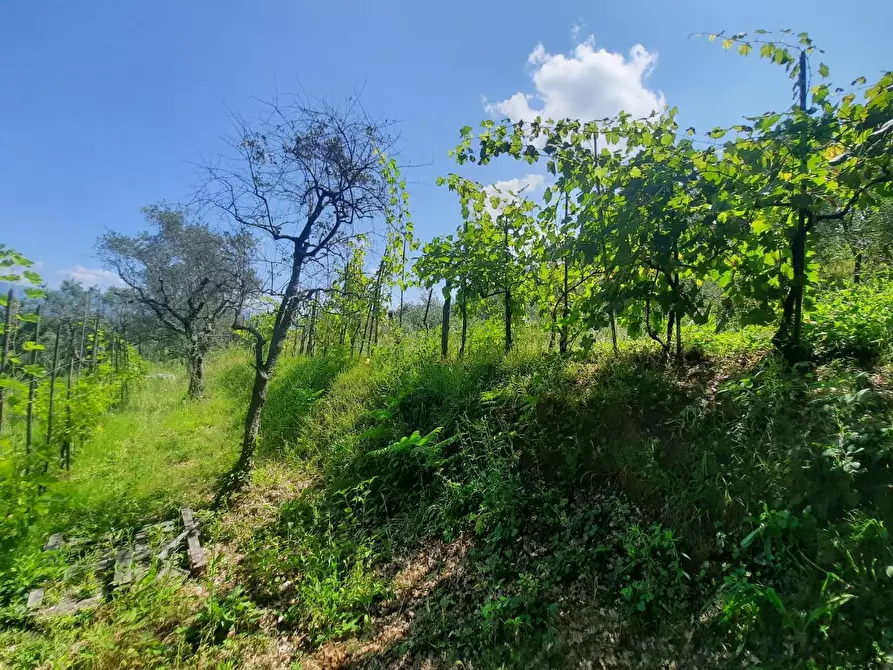 Immagine 3 di Terratetto in vendita  a Capannori