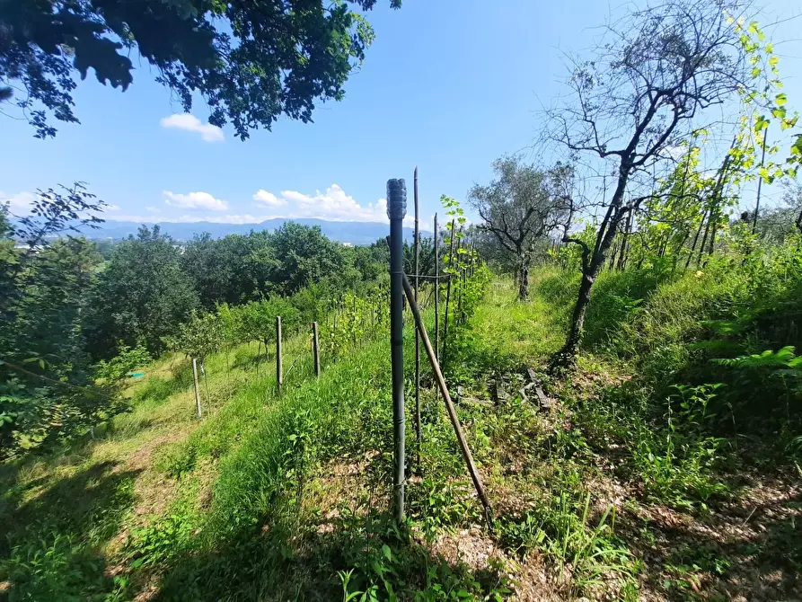 Immagine 4 di Terratetto in vendita  a Capannori