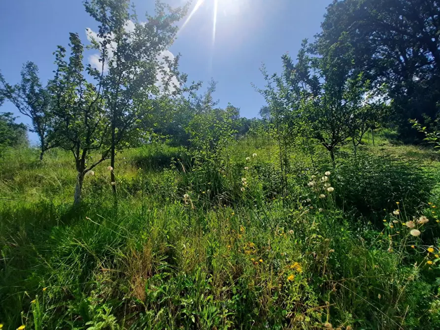 Immagine 7 di Terratetto in vendita  a Capannori