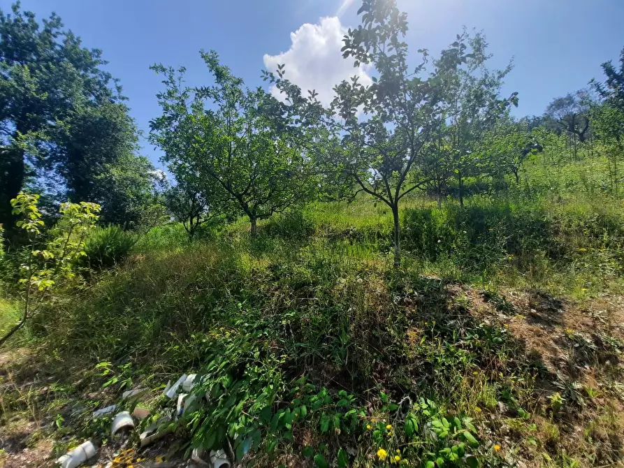 Immagine 8 di Terratetto in vendita  a Capannori