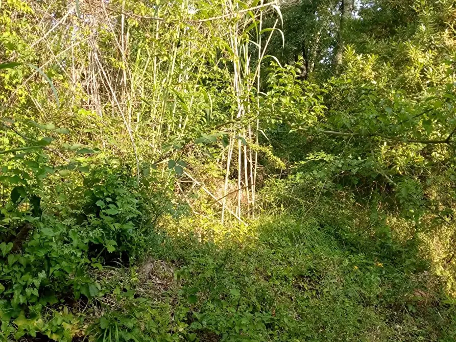 Immagine 9 di Terreno agricolo in vendita  a Sarzana