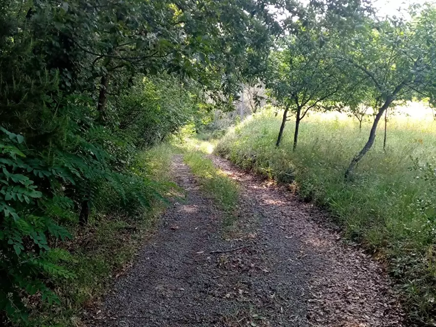 Immagine 5 di Terreno agricolo in vendita  a Sarzana