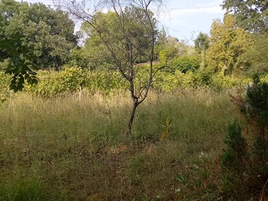 Immagine 7 di Terreno agricolo in vendita  a Sarzana