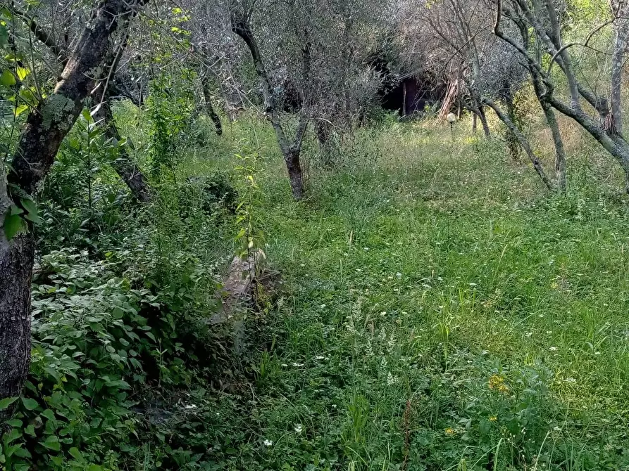 Immagine 10 di Terreno agricolo in vendita  a Sarzana
