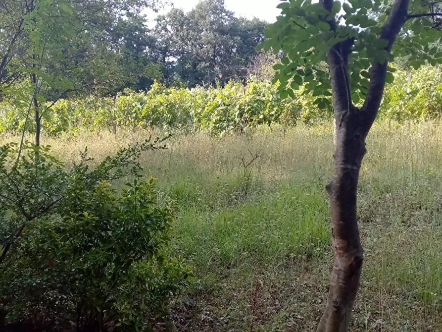 Immagine 8 di Terreno agricolo in vendita  a Sarzana
