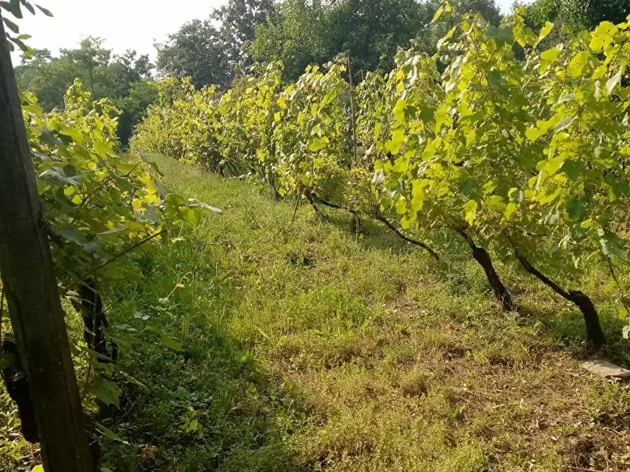 Immagine 6 di Terreno agricolo in vendita  a Sarzana