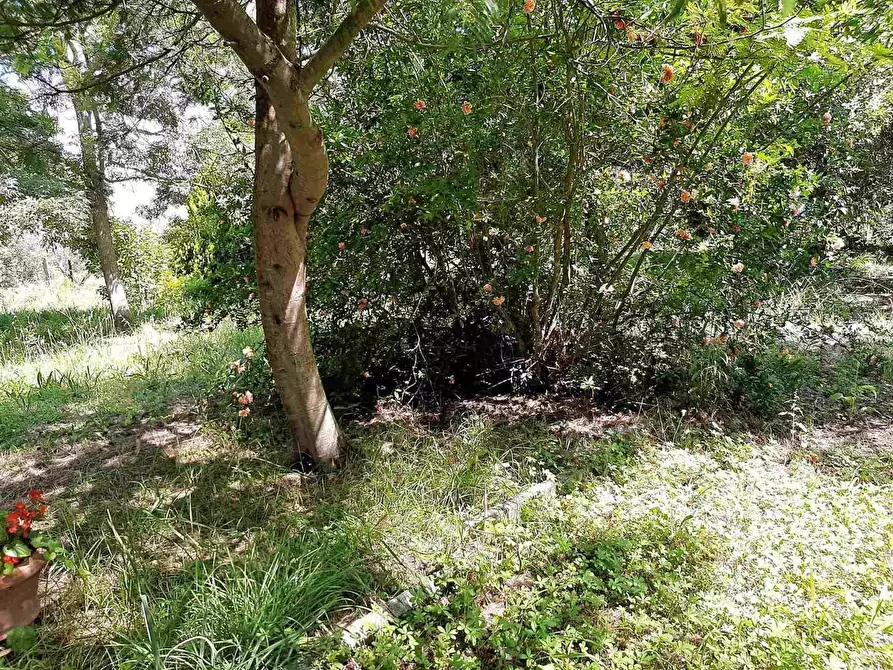 Immagine 20 di Appartamento in vendita  a San Giuliano Terme