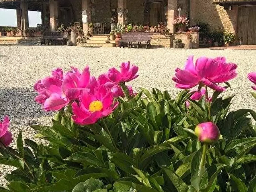Immagine 4 di Agriturismo in vendita  a Volterra