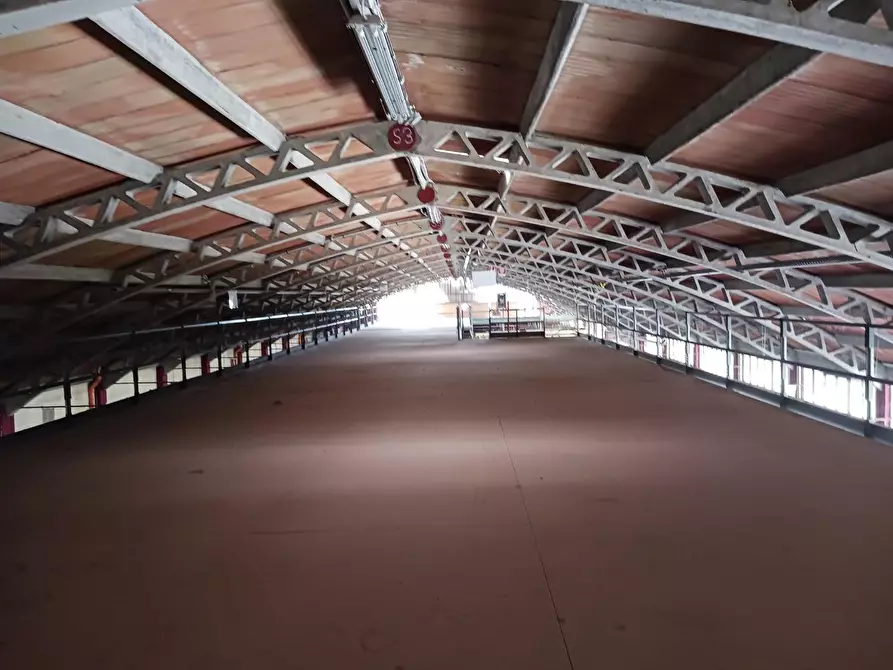 Immagine 10 di Capannone industriale in affitto  a Terricciola