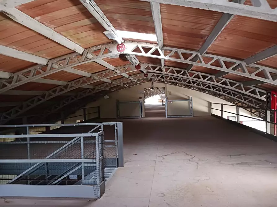 Immagine 11 di Capannone industriale in affitto  a Terricciola