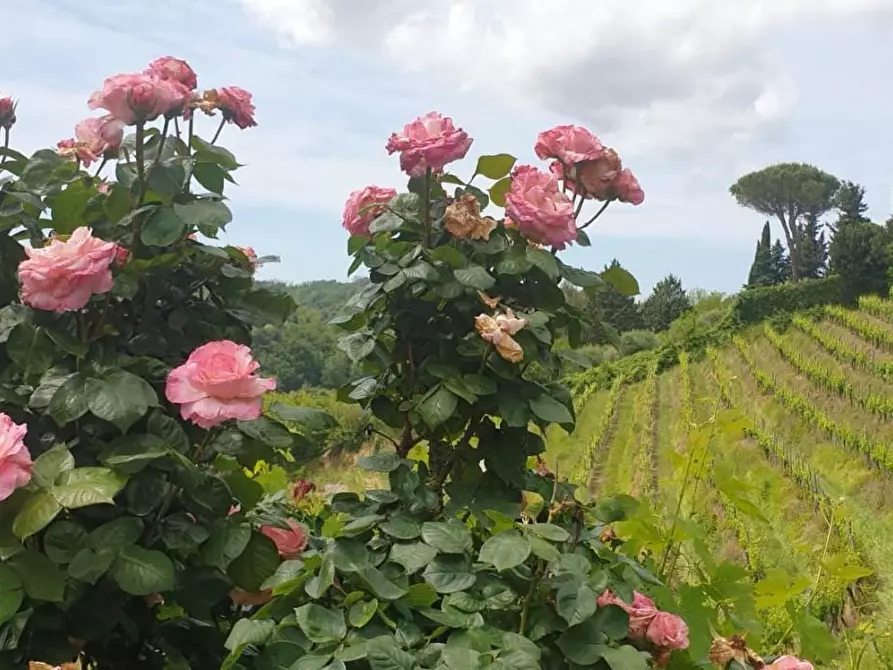 Immagine 28 di Albergo/B&B/Residence in vendita  a Casciana Terme Lari