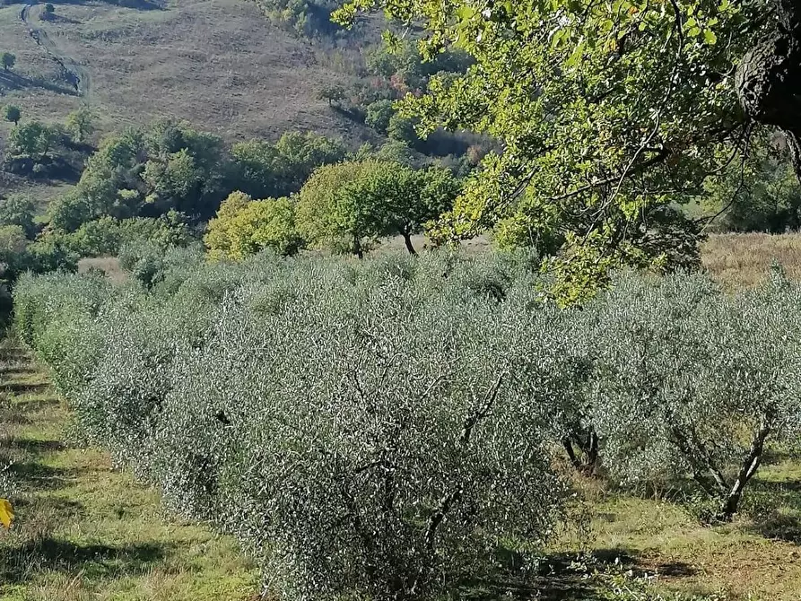 Immagine 4 di Casa colonica in vendita  a Manciano