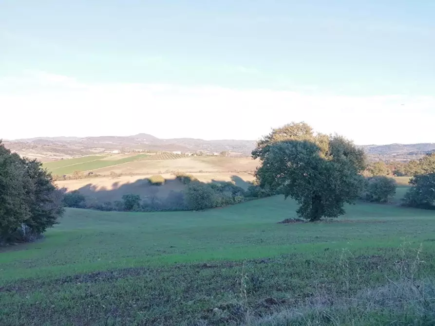 Immagine 2 di Casa colonica in vendita  a Manciano