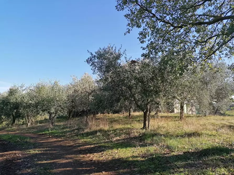 Immagine 21 di Casa colonica in vendita  a Manciano