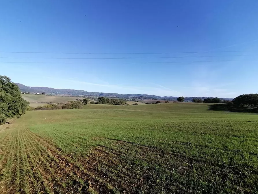 Immagine 26 di Casa colonica in vendita  a Manciano