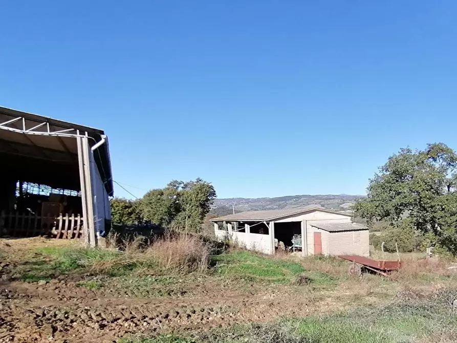 Immagine 18 di Casa colonica in vendita  a Manciano