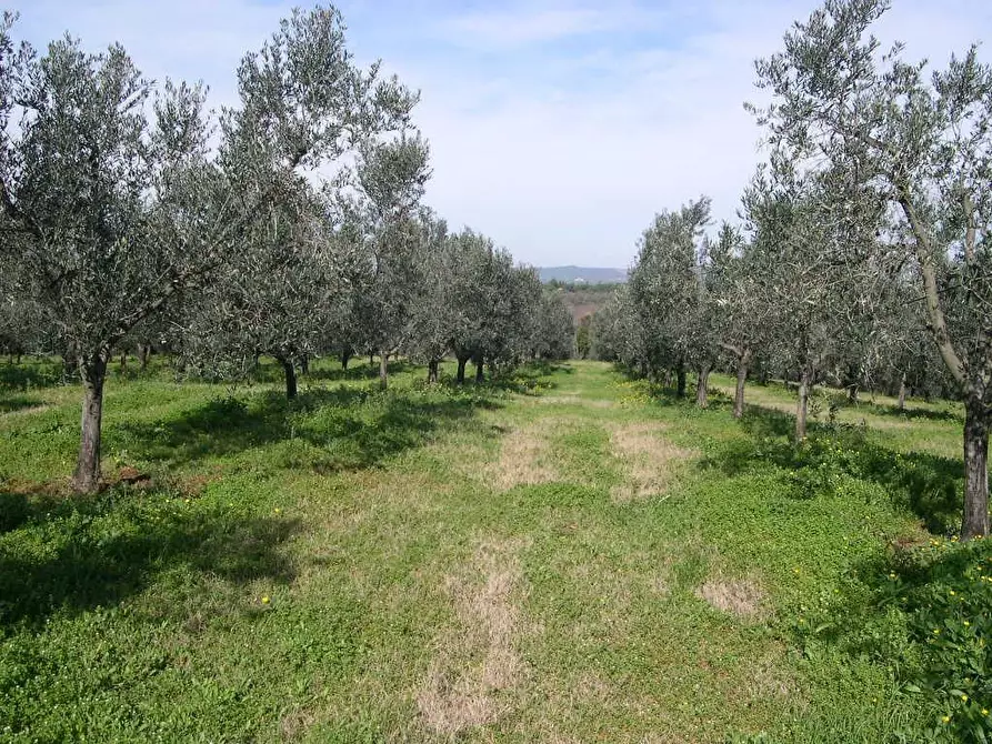 Immagine 12 di Terreno agricolo in vendita  a Casale Marittimo