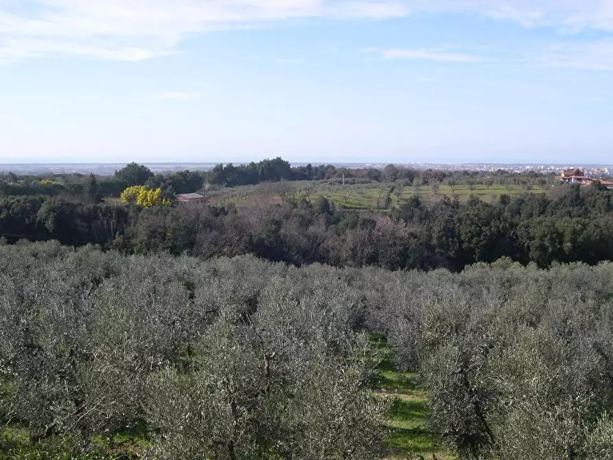 Immagine 36 di Terreno agricolo in vendita  a Casale Marittimo