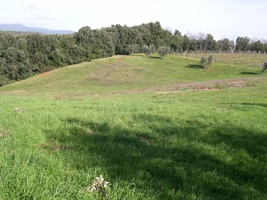 Immagine 18 di Terreno agricolo in vendita  a Casale Marittimo