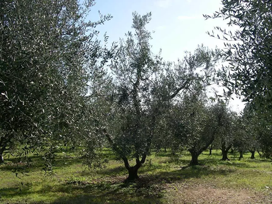 Immagine 13 di Terreno agricolo in vendita  a Casale Marittimo