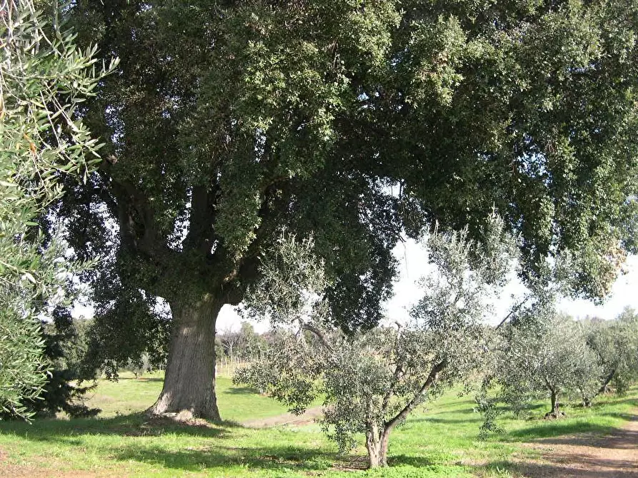 Immagine 15 di Terreno agricolo in vendita  a Casale Marittimo