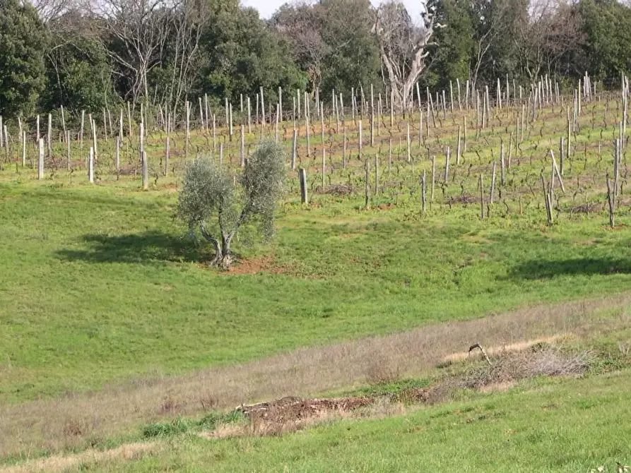 Immagine 17 di Terreno agricolo in vendita  a Casale Marittimo