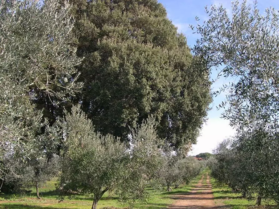 Immagine 10 di Villa in vendita  a Casale Marittimo