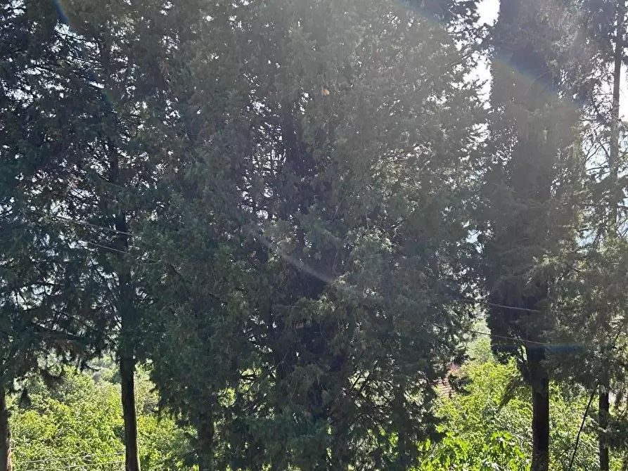 Immagine 18 di Albergo/B&B/Residence in vendita  a Licciana Nardi