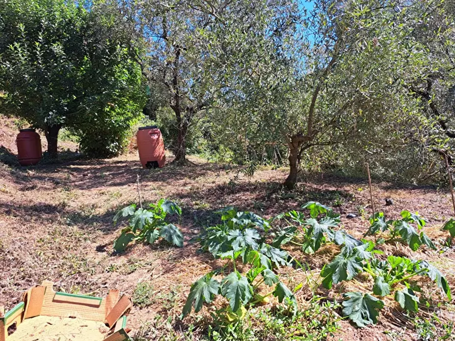 Immagine 1 di Casa indipendente in vendita  a Massa