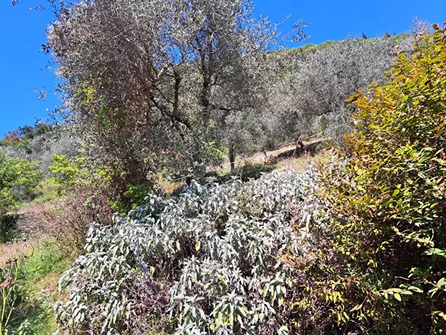 Immagine 7 di Casa indipendente in vendita  a Massa