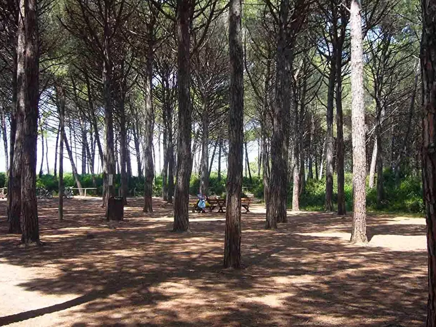 Immagine 11 di Appartamento in vendita  a Rosignano Marittimo