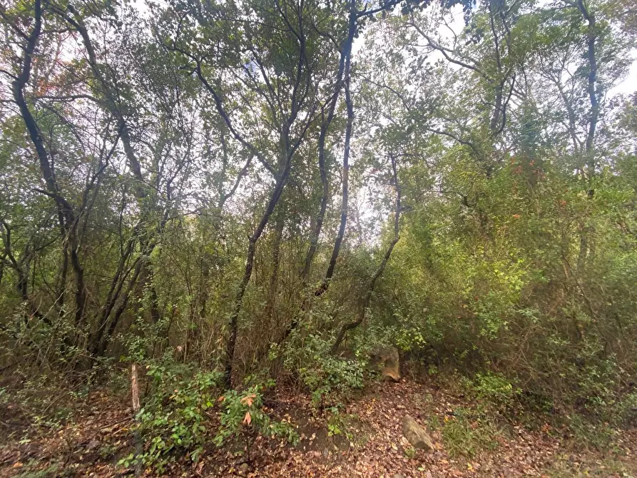 Immagine 6 di Terreno agricolo in vendita  a Piombino