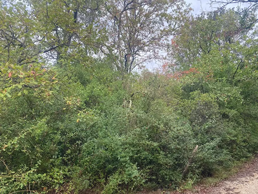 Immagine 5 di Terreno agricolo in vendita  a Piombino