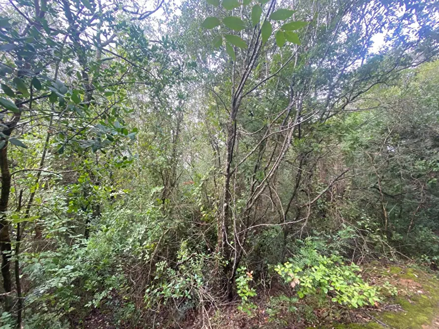 Immagine 7 di Terreno agricolo in vendita  a Piombino