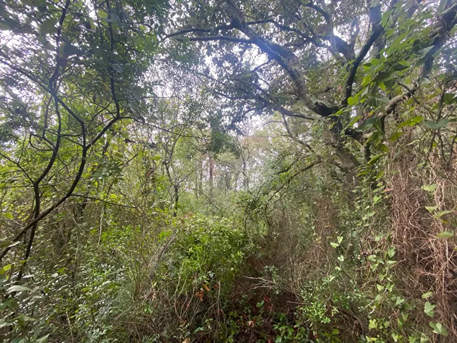 Immagine 9 di Terreno agricolo in vendita  a Piombino
