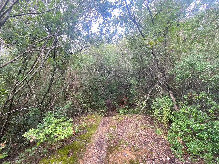Immagine 8 di Terreno agricolo in vendita  a Piombino