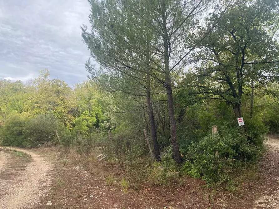Immagine 3 di Terreno agricolo in vendita  a Piombino