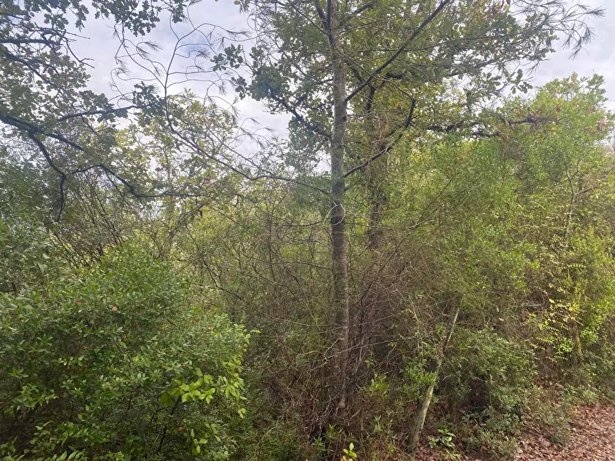 Immagine 4 di Terreno agricolo in vendita  a Piombino