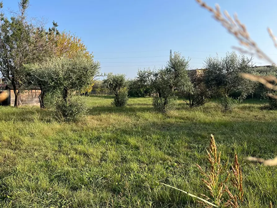 Immagine 1 di Terreno agricolo in vendita  a Massa