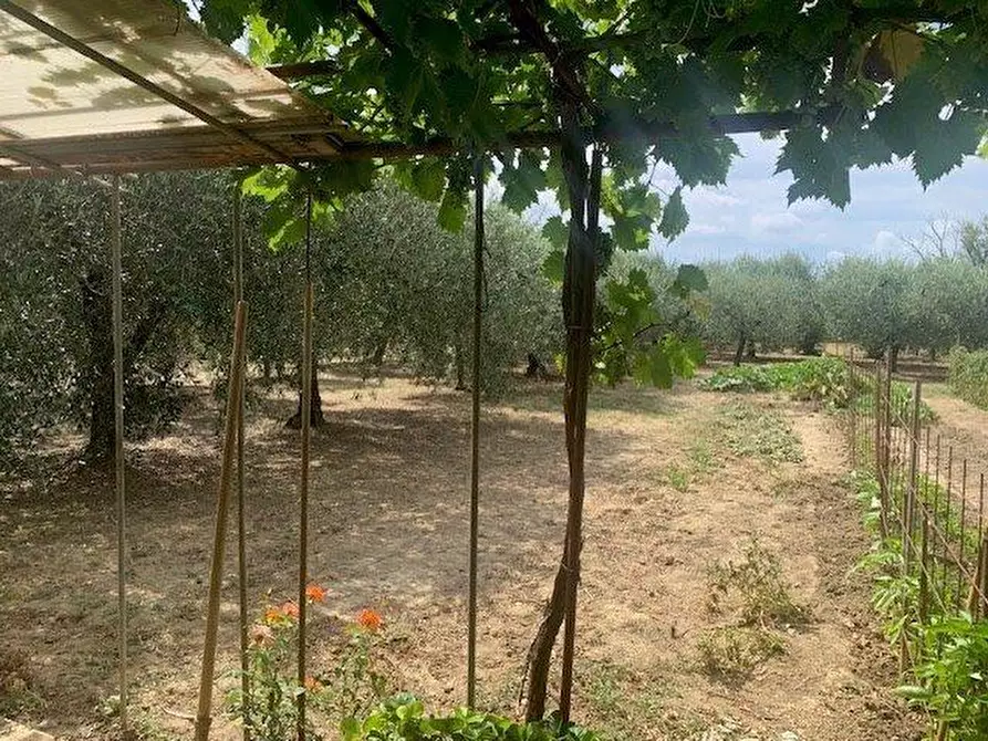 Immagine 5 di Terreno agricolo in vendita  a Empoli