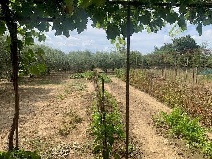 Immagine 4 di Terreno agricolo in vendita  a Empoli