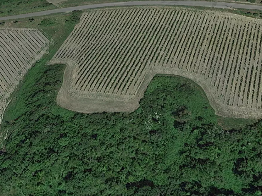 Immagine 2 di Azienda agricola in vendita  a San Miniato